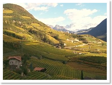 vineyards_panorama_rosengarten_2000