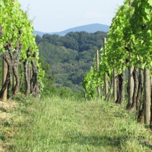 IMG_1507-400x400