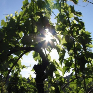 IMG_1511-400x400